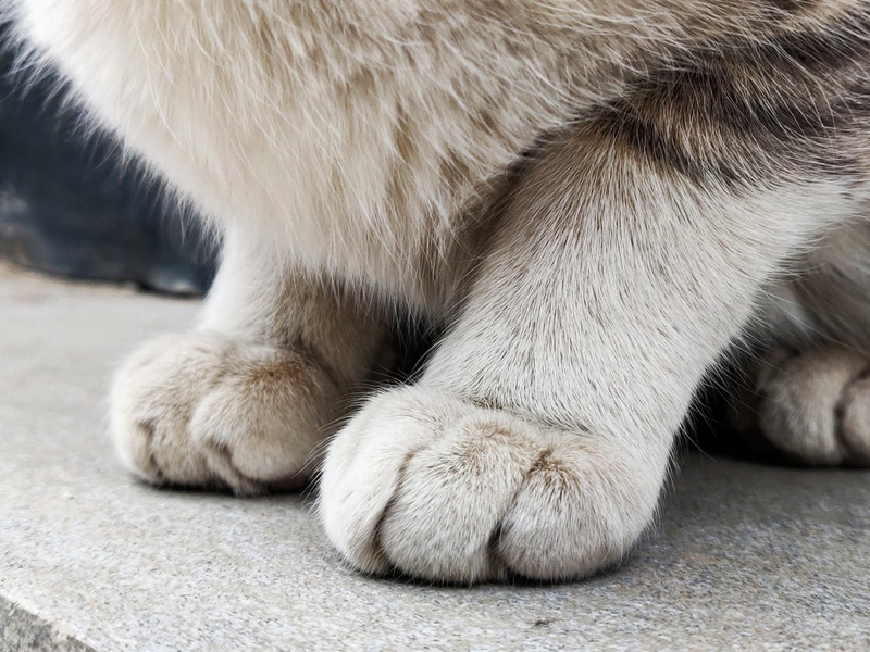 Con mèo, chân mèo, cat, cat paw, chân mèo, soft fur, lông mềm, dễ thương - Diana