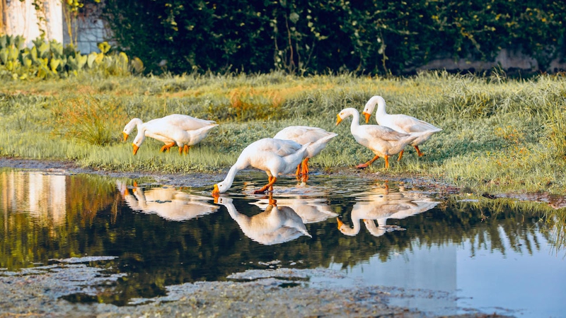 Con vịt, đàn vịt, duck, hồ nước, lake,water, nước, animal động vật, water nước - DuyNguyen