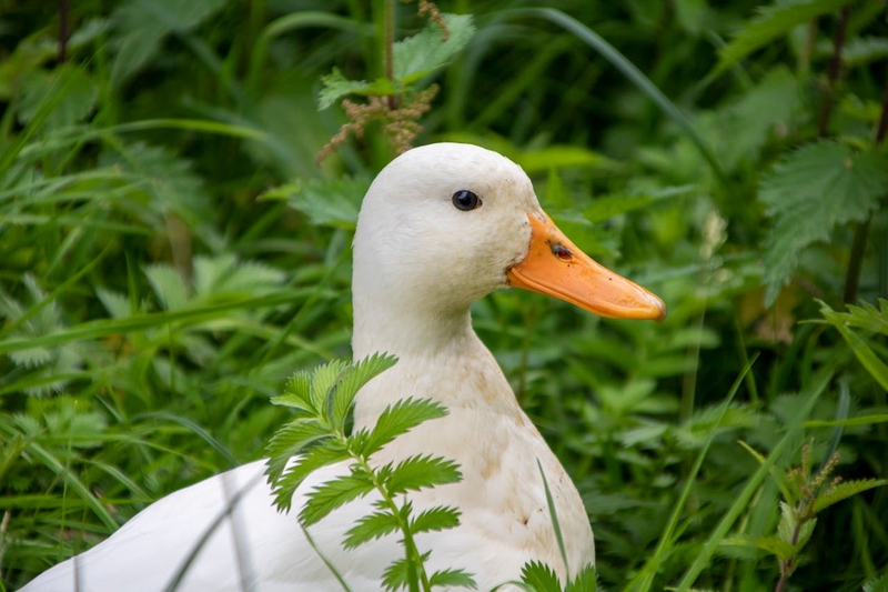 Con vịt, duck, cỏ, grass, vịt trắng, animal, động vật -  Frank Rietsch