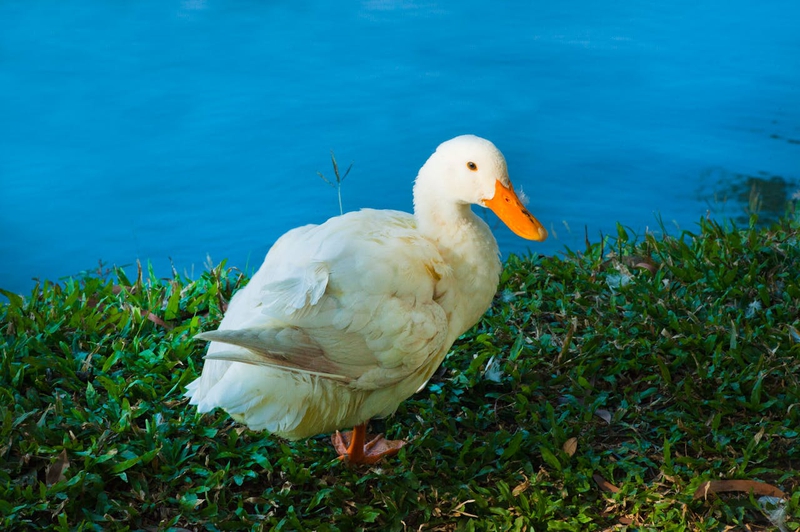 Con vịt, duck, cỏ, grass, vịt trắng, animal, động vật - Alex P