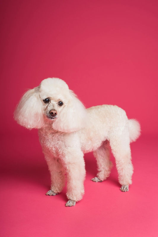 Chó poodle, poodle, lông, fur, chó, dog, thú cưng, pet, vật nuôi, domestic animal, động vật, animal - Goochie Poochie Grooming
