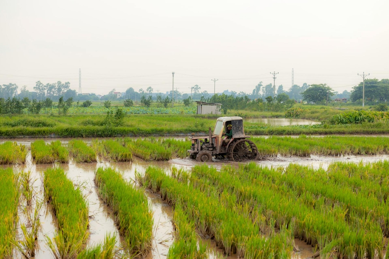 Máy cày, tractor, nông dân, farmer, cánh đồng, field, ruộng lúa, rice paddy, cấy lúa, rice planting, nông nghiệp, agriculture - HONG SON