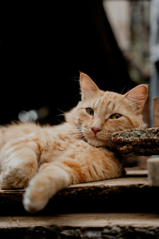 Con mèo, cat, động vật, dễ thương, mèo vàng, sand, animal, cute, yellow cat - Hugo Martínez