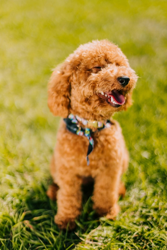 Chó poodle, poodle, lông, fur, chó, dog, thú cưng, pet, vật nuôi, domestic animal, động vật, animal, cỏ, grass, thè lưỡi, tongue out - Jacob Sierra
