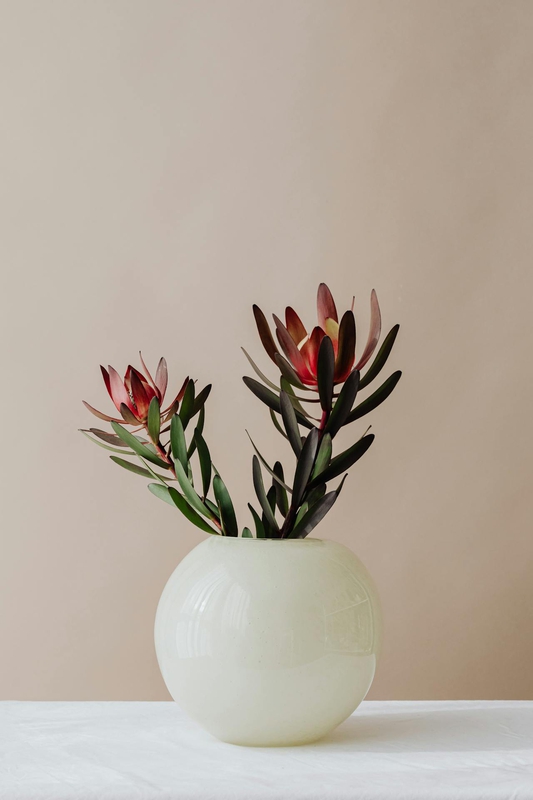 Ceramic vase, lọ gốm, bình hoa, hoa chuông protea, home decor, trang trí, minimalism, tối giản - Kaboompics.com