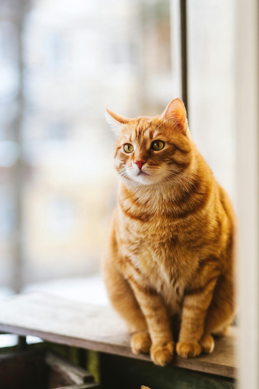 Con mèo, cat, động vật, dễ thương, mèo vàng, sand, animal, cute, yellow cat, - EVG Kowalievska