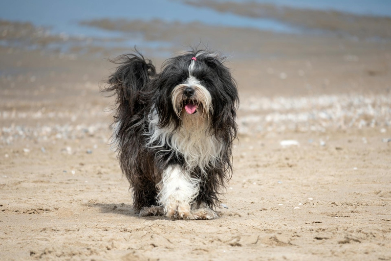 Shih tzu, lông, fur, chó, dog, thú cưng, pet, vật nuôi, domestic animal, động vật, animal, dễ thương, cute, thè lưỡi, tongue out - Lorna Pauli