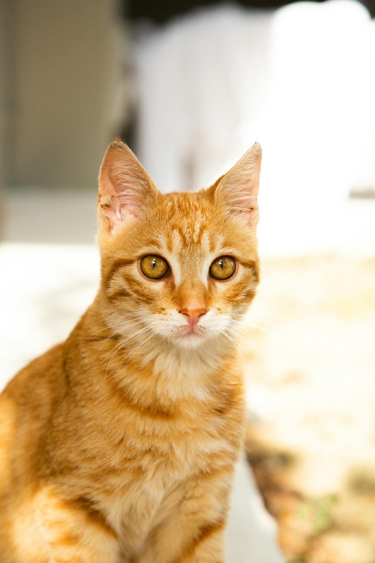 Con mèo, cat, động vật, dễ thương, mèo vàng, sand, animal, cute, yellow cat, - Luke Greenwood