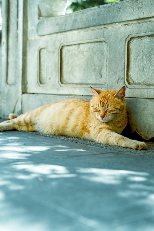 Con mèo, cat, động vật, dễ thương, mèo vàng, sand, animal, cute, yellow cat - Marstion