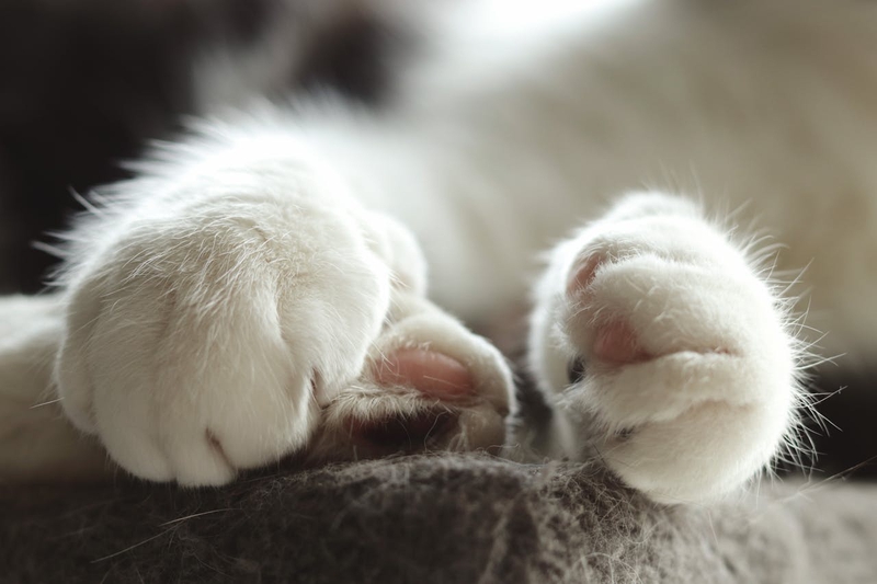 Con mèo, chân mèo, cat, cat paw, chân mèo, soft fur, lông mềm, dễ thương.- Minne Yaël Photographie