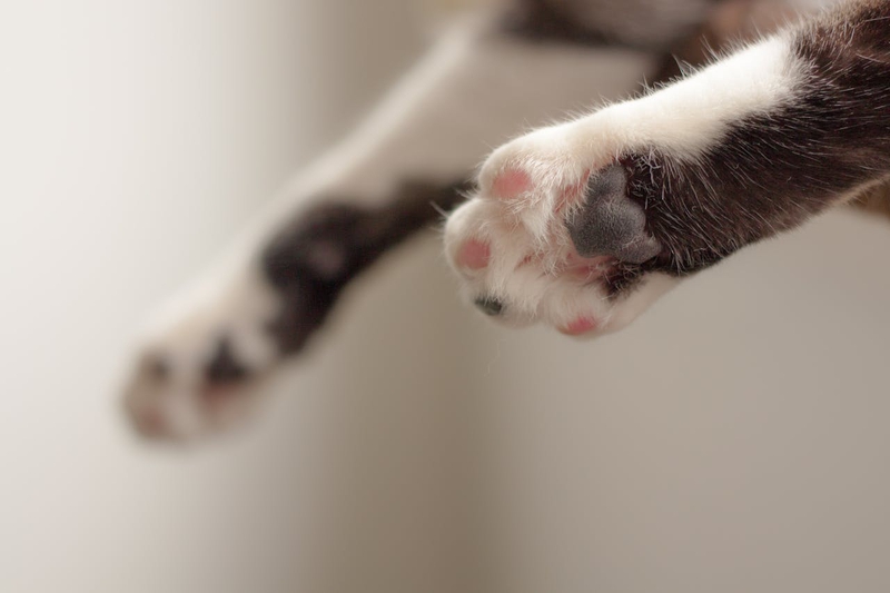 Con mèo, chân mèo, cat, cat paw, chân mèo, soft fur, lông mềm, dễ thương - Monica Silvestre