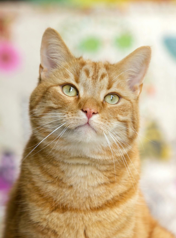 Con mèo, cat, động vật, dễ thương, mèo vàng, sand, animal, cute, yellow cat - Monique Laats