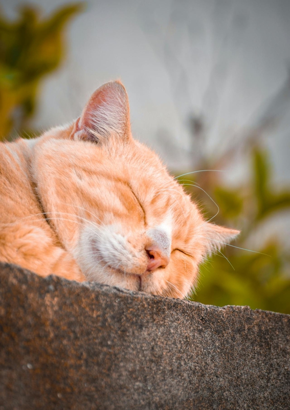 Con mèo, cat, động vật, dễ thương, mèo vàng, mèo Anh, sand, animal, cute, yellow cat - moujib abdi