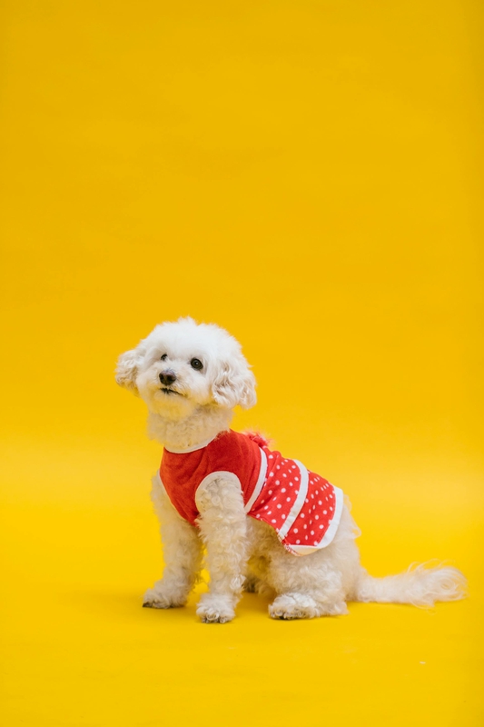 Chó poodle, poodle, chó, dog, lông, fur, thú cưng, pet, vật nuôi, domestic animal, động vật, animal, dễ thương, cute, quần áo, clothes - RDNE Stock project 3