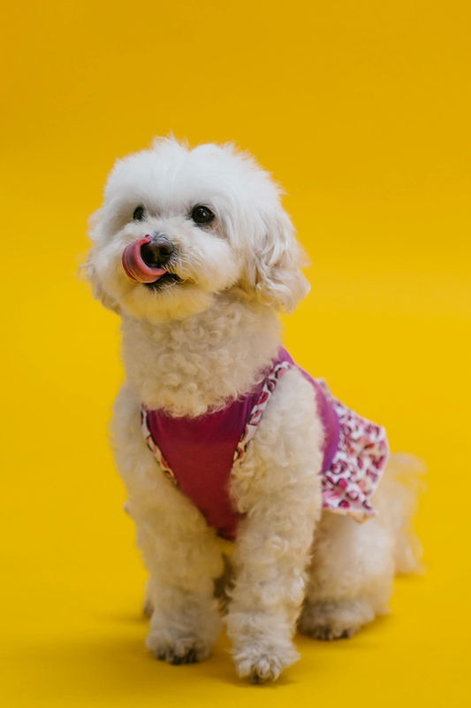 Chó poodle, poodle, chó, dog, lông, fur, thú cưng, pet, vật nuôi, domestic animal, động vật, animal, dễ thương, cute, quần áo, clothes, thè lưỡi, tongue out - RDNE Stock project