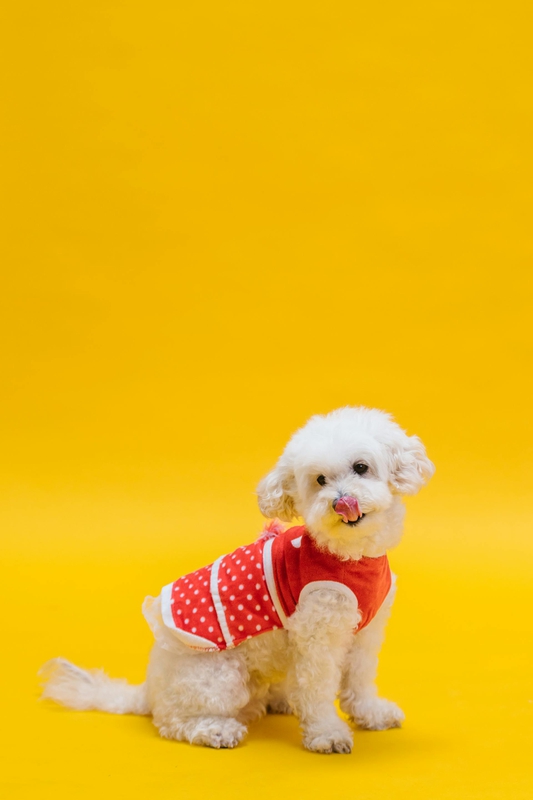 Chó poodle, poodle, chó, dog, lông, fur, thú cưng, pet, vật nuôi, domestic animal, động vật, animal, dễ thương, cute, quần áo, clothes, thè lưỡi, tongue out - RDNE Stock project 2
