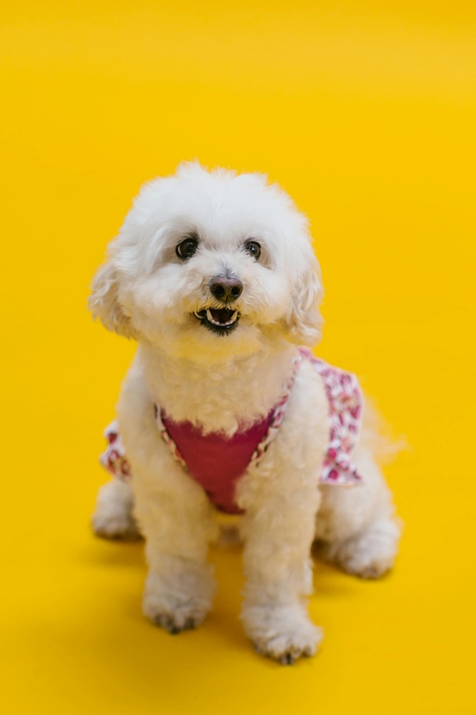 Chó poodle, poodle, chó, dog, lông, fur, thú cưng, pet, vật nuôi, domestic animal, động vật, animal, dễ thương, cute, quần áo, clothes - RDNE Stock project 1
