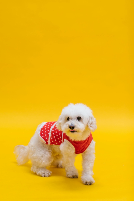 Chó poodle, poodle, chó, dog, lông, fur, thú cưng, pet, vật nuôi, domestic animal, động vật, animal, dễ thương, cute, quần áo, clothes - RDNE Stock project 4
