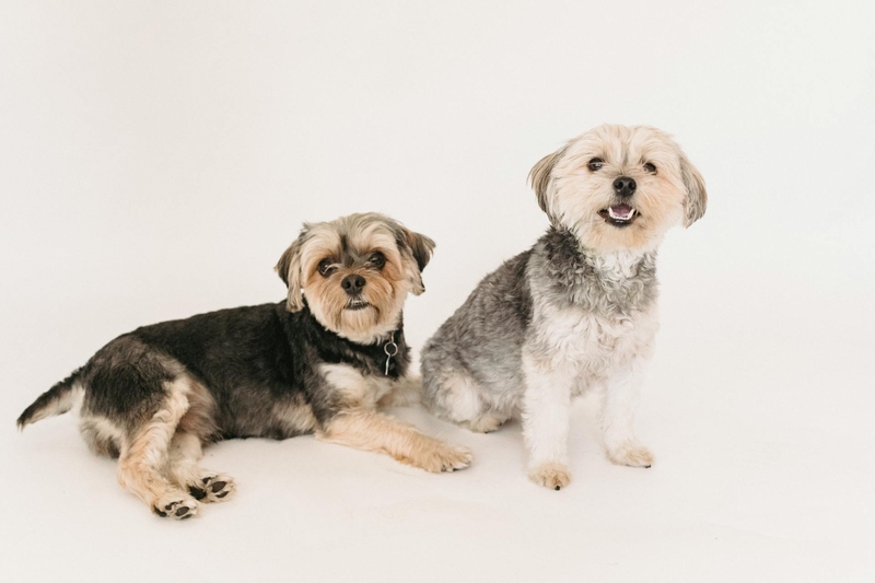 Chó sục yorkshire, yorkshire terrier, chó, dog, lông, fur, thú cưng, pet, vật nuôi, domestic animal, động vật, animal, dễ thương, cute - Sam Lion