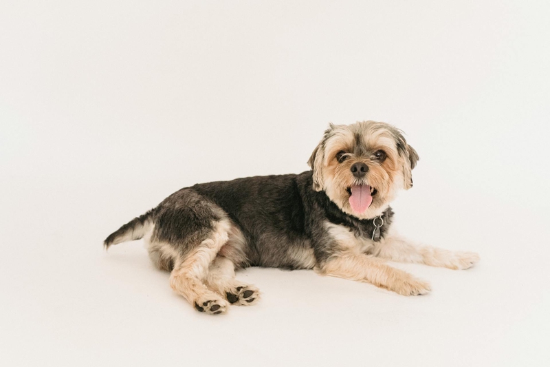 Chó sục yorkshire, yorkshire terrier, chó, dog, lông, fur, thú cưng, pet, vật nuôi, domestic animal, động vật, animal, dễ thương, cute, thè lưỡi, tongue out - Sam Lion