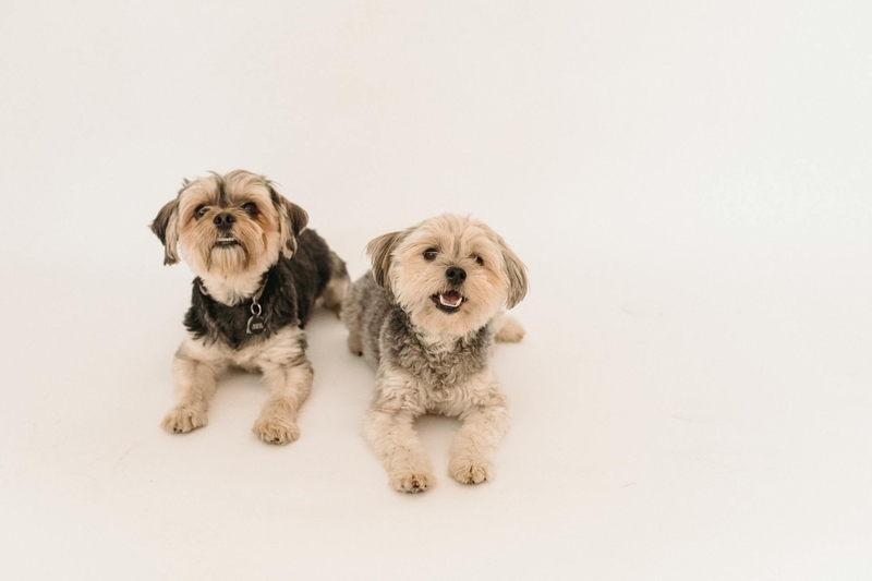 Chó sục yorkshire, yorkshire terrier, chó, dog, lông, fur, thú cưng, pet, vật nuôi, domestic animal, động vật, animal, dễ thương, cute - Sam Lion 3