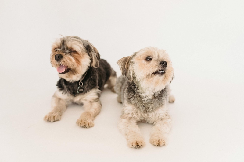 Chó sục yorkshire, yorkshire terrier, chó, dog, lông, fur, thú cưng, pet, vật nuôi, domestic animal, động vật, animal, dễ thương, cute - Sam Lion 2
