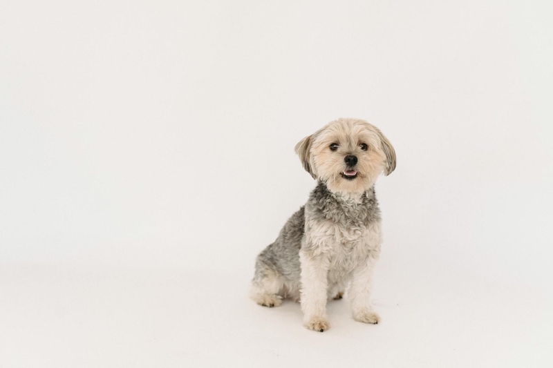 Chó poodle, poodle, chó, dog, lông, fur, thú cưng, pet, vật nuôi, domestic animal, động vật, animal, dễ thương, cute - Sam Lion