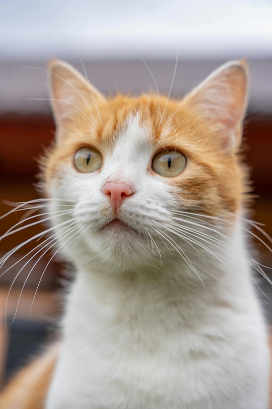 Con mèo, cat, động vật, dễ thương, mèo vàng, sand, animal, cute, yellow cat, - Scrob Andreea 1