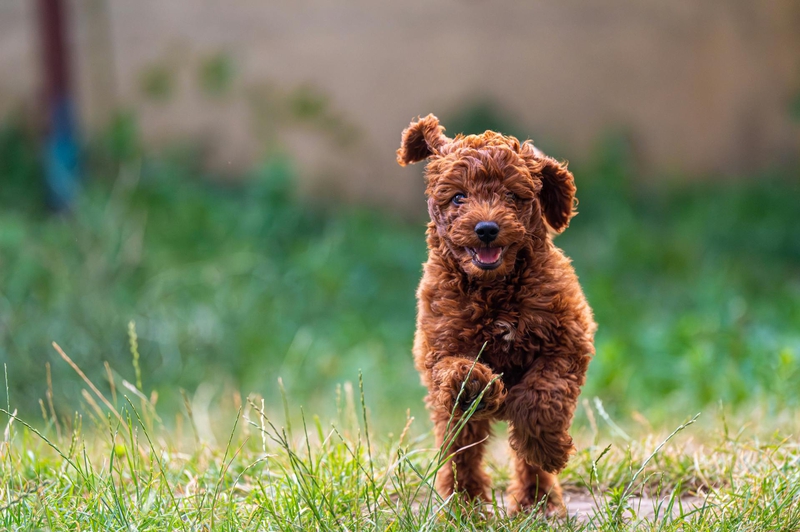 Chó poodle, poodle, lông, fur, chó, dog, thú cưng, pet, vật nuôi, domestic animal, động vật, animal, cỏ, grass - Septimiu Lupea