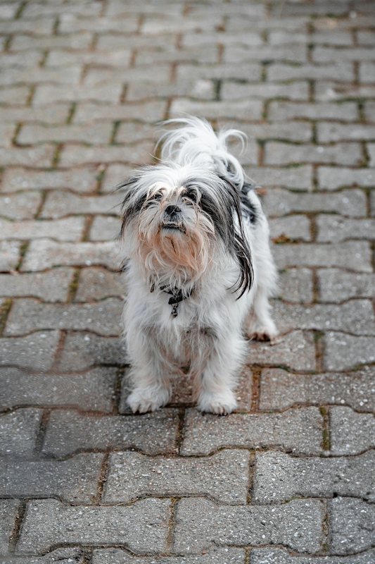 Shih tzu, lông, fur, chó, dog, thú cưng, pet, vật nuôi, domestic animal, động vật, animal, dễ thương, cute, đường lát gạch, brick path - Şahin Doğdu