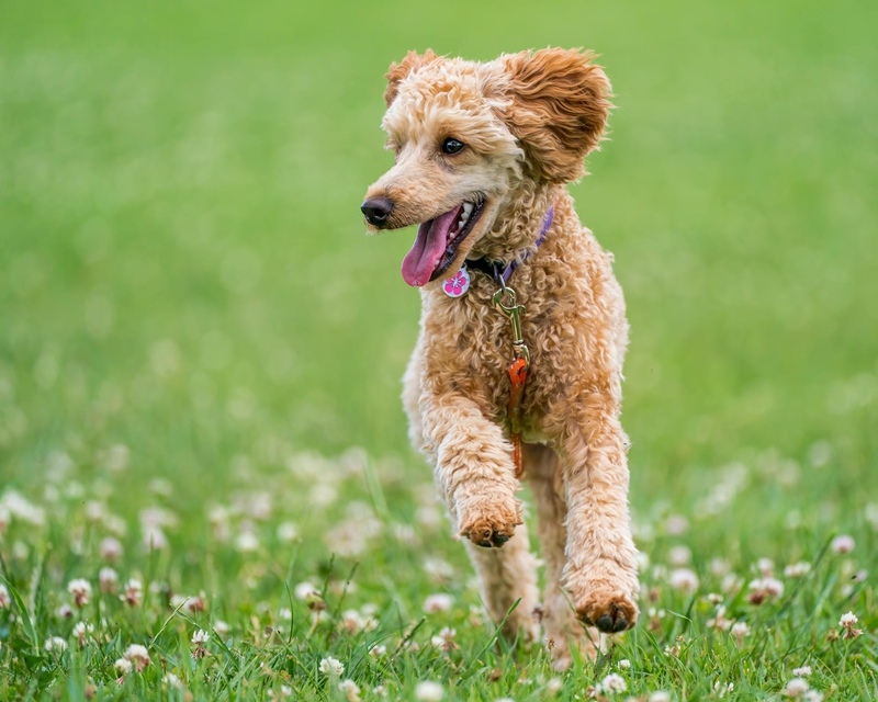 Chó poodle, poodle, lông, fur, chó, dog, thú cưng, pet, vật nuôi, domestic animal, động vật, animal, cỏ, grass, dây xích, leash, hoa, flowers, thè lưỡi, tongue out - Skyler Ewing 1