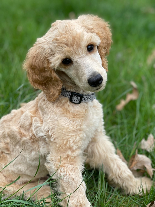 Chó poodle, poodle, lông, fur, chó, dog, thú cưng, pet, vật nuôi, domestic animal, động vật, animal, cỏ, grass - Skyler Ewing 5