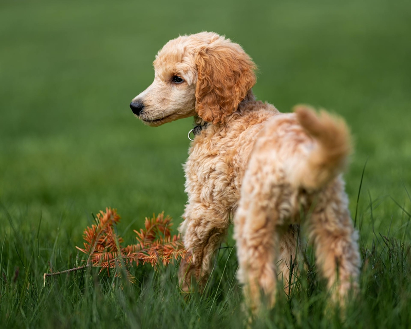 Chó poodle, poodle, lông, fur, chó, dog, thú cưng, pet, vật nuôi, domestic animal, động vật, animal, cỏ, grass - Skyler Ewing 8