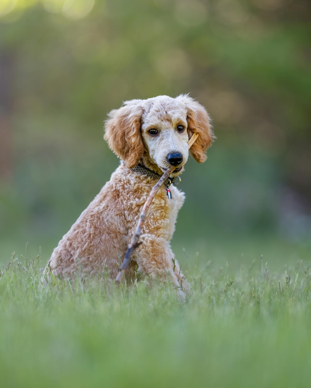 Chó poodle, poodle, lông, fur, chó, dog, thú cưng, pet, vật nuôi, domestic animal, động vật, animal, cỏ, grass - Skyler Ewing 3