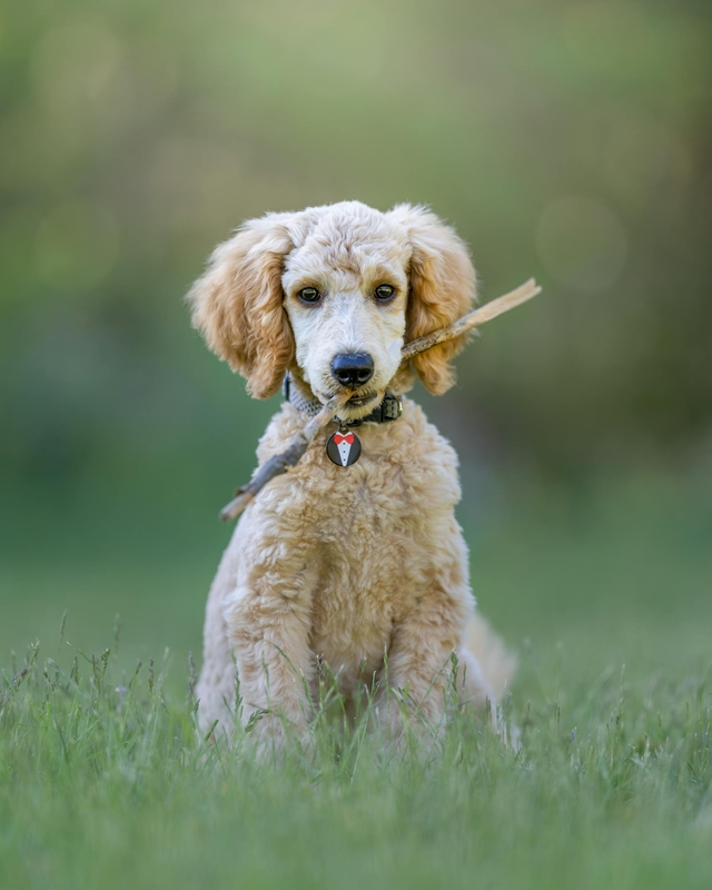 Chó poodle, poodle, lông, fur, chó, dog, thú cưng, pet, vật nuôi, domestic animal, động vật, animal, cỏ, grass - Skyler Ewing 4