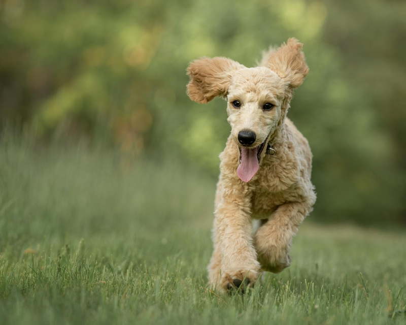 Chó poodle, poodle, lông, fur, chó, dog, thú cưng, pet, vật nuôi, domestic animal, động vật, animal, cỏ, grass, thè lưỡi, tongue out - Skyler Ewing