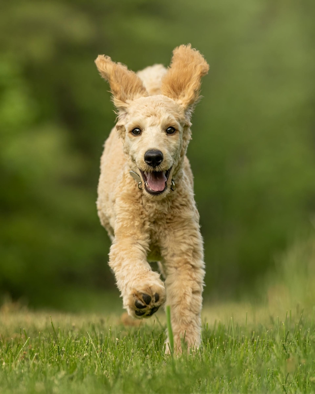 Chó poodle, poodle, lông, fur, chó, dog, thú cưng, pet, vật nuôi, domestic animal, động vật, animal, cỏ, grass, thè lưỡi, tongue out - Skyler Ewing 1
