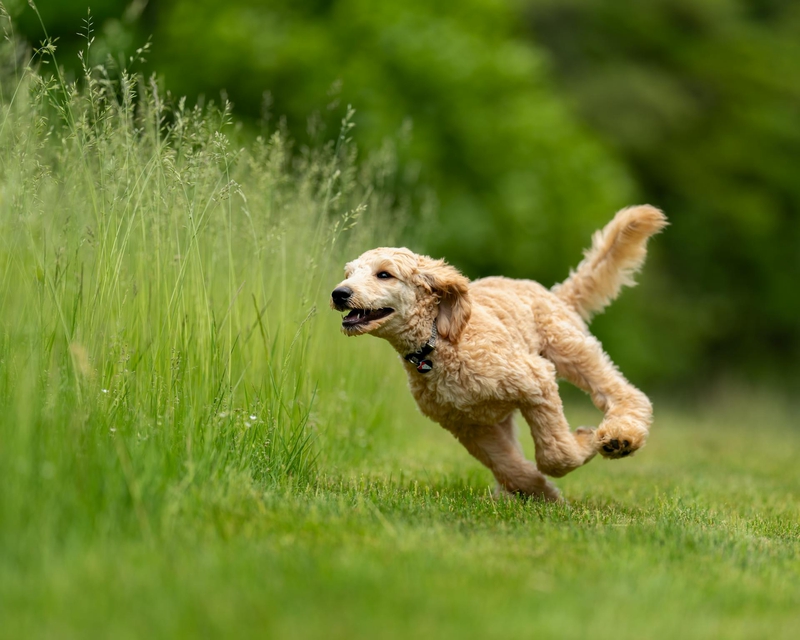 Chó poodle, poodle, lông, fur, chó, dog, thú cưng, pet, vật nuôi, domestic animal, động vật, animal, cỏ, grass - Skyler Ewing 1
