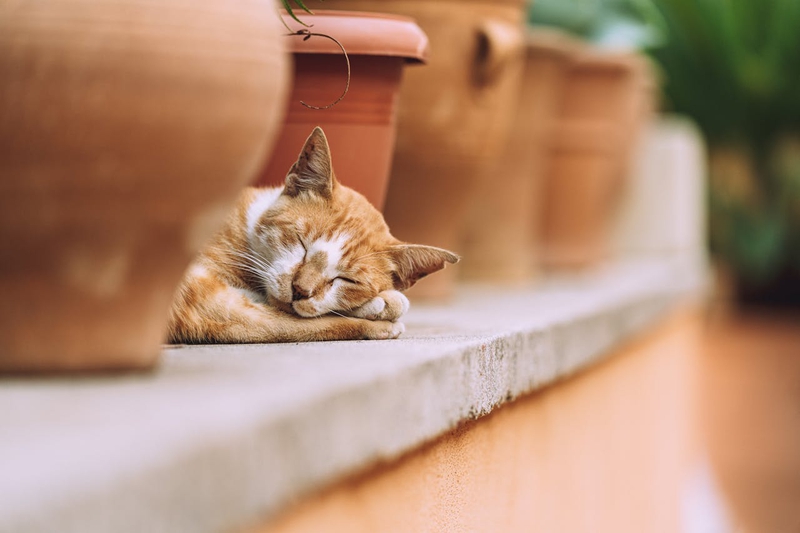 Con mèo, cat, động vật, dễ thương, mèo vàng, mèo Anh, sand, animal, cute, yellow cat - Tim Raack
