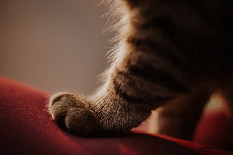 Con mèo, chân mèo, cat, cat paw, chân mèo, soft fur, lông mềm, dễ thương - Victoria Emerson
