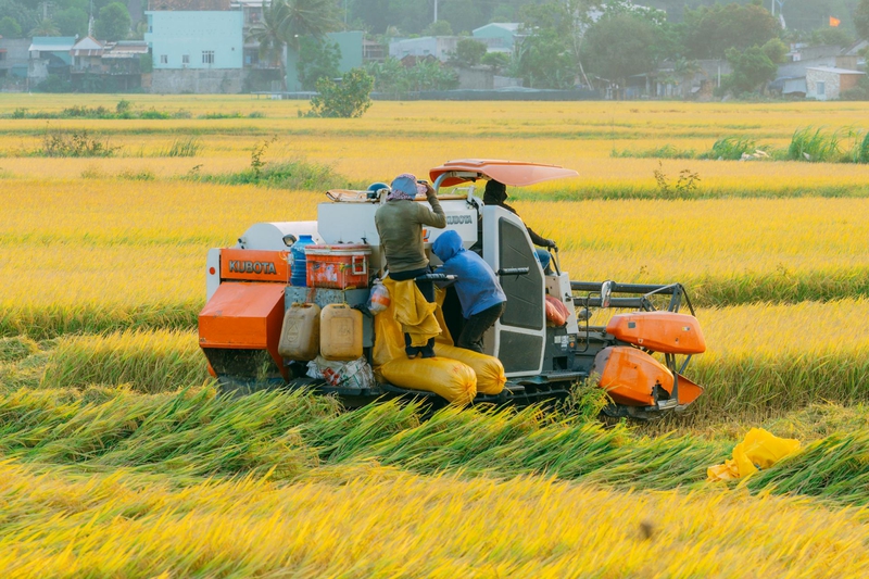 Máy gặt đập liên hợp, combine harvester, nông dân, farmer, cánh đồng lúa, rice field, nông nghiệp, agriculture, thu hoạch lúa, rice harvesting - Vũ Bụi