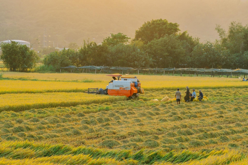 Máy gặt đập liên hợp, combine harvester, nông dân, farmer, cánh đồng lúa, rice field, nông nghiệp, agriculture, thu hoạch lúa, rice harvesting - Vũ Bụi 2