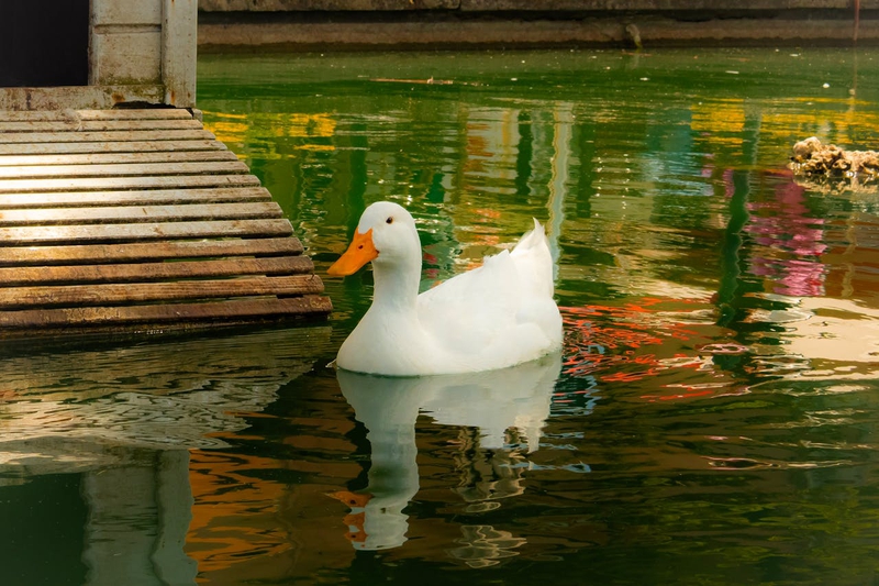 Con vịt, duck, hồ nước, lake,water, nước, animal động vật, water nước- Yeşim Ç.