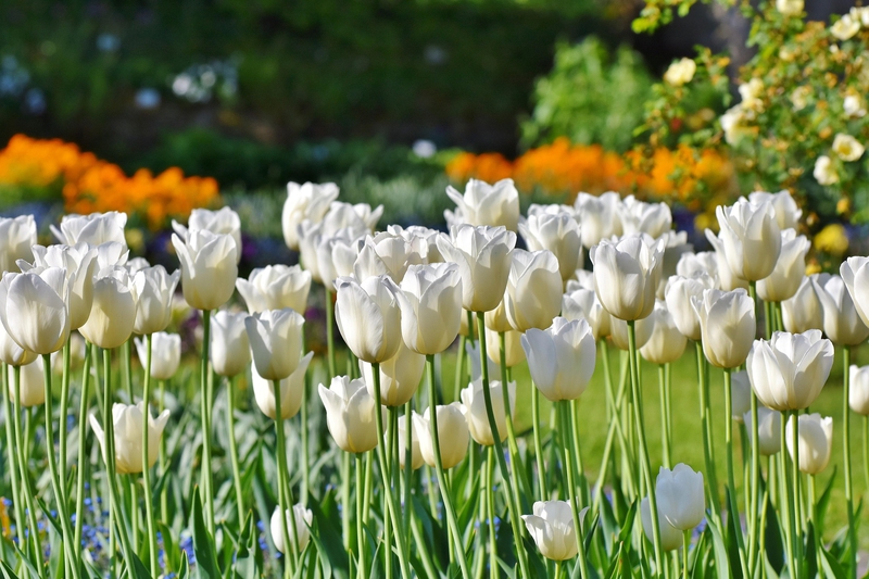 Tulip, hoa, màu trắng, hoa nở, thực vật, white, flower, white flower - Ralphs_Fotos