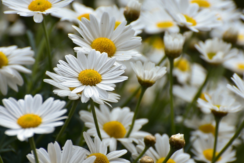 Hoa cúc, daisy, chrysanthemum, hoa, màu trắng, hoa nở, thực vật, white, flower, white flower - Alexas_Fotos
