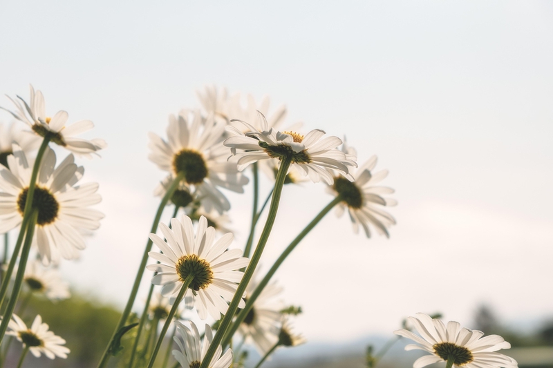 Hoa cúc, daisy, chrysanthemum, hoa, màu trắng, hoa nở, thực vật, white, flower, white flower - Couleur