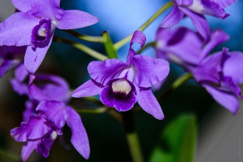 Hoa lan, hoa, màu tím, hoa nở, thực vật, flower, purple flower, blooming, plant - Pexels