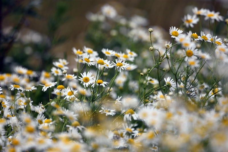 Hoa cúc, daisy, chrysanthemum, hoa, màu trắng, hoa nở, thực vật, white, flower, white flower - artellliii72