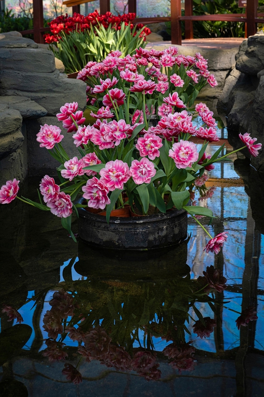 Tulip, hoa, màu hồng, hoa nở, thực vật, pink, flower, pink flower-TieuBaoTruong 3