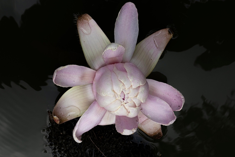 Hoa sen, lotus, hoa, màu hồng, hoa nở, thực vật, pink, flower, pink flower-TieuBaoTruong